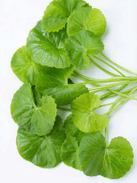 Centella asiática